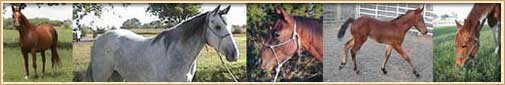 Reining Creek Ranch - Western Horses